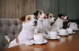 Row of dogs with coffee